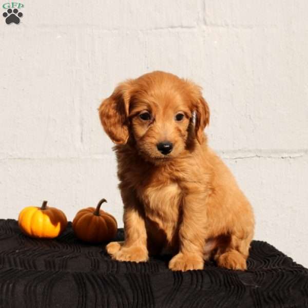 Vito, Mini Goldendoodle Puppy